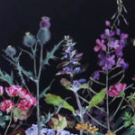 Meadow